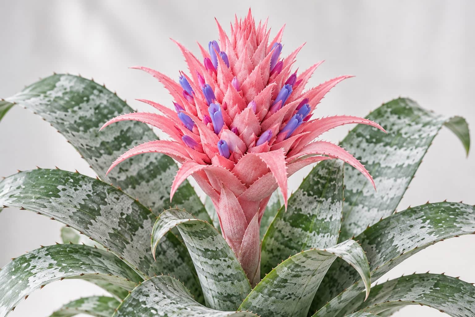 エクメア・ファシアータの花：銀白色の横縞が入った灰緑色の硬い葉のロゼットの中心から、太い花茎が立ち上がり、先端にとげのある鮮やかなピンクの苞が松かさのように重なって穂をつくっている