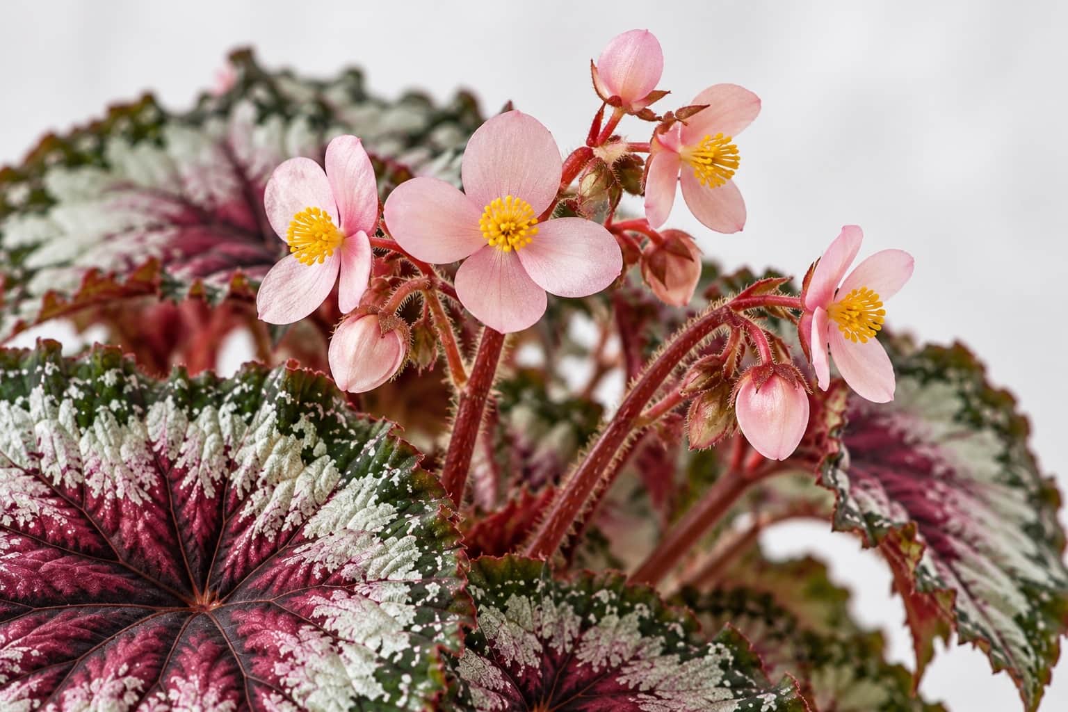 ベゴニア・レックスの花：銀色と赤紫の模様が入った左右非対称のハート形の葉の間から、細く赤みを帯びた花茎が伸び、先に淡いピンクの小さな花が数輪まとまって咲いている様子