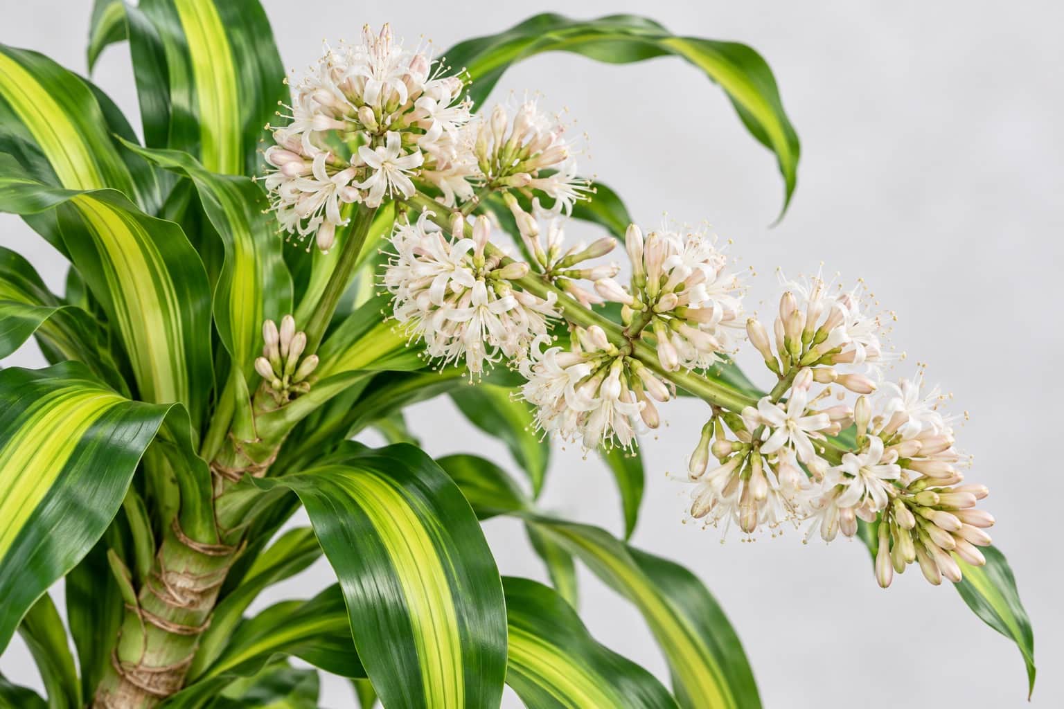幸福の木の花：中央に黄色の縦縞が入った細長い緑の葉が茂る幹の先から長い花茎が伸び、白〜淡いピンクの小さな星形の花がいくつもの球状の房になってついている