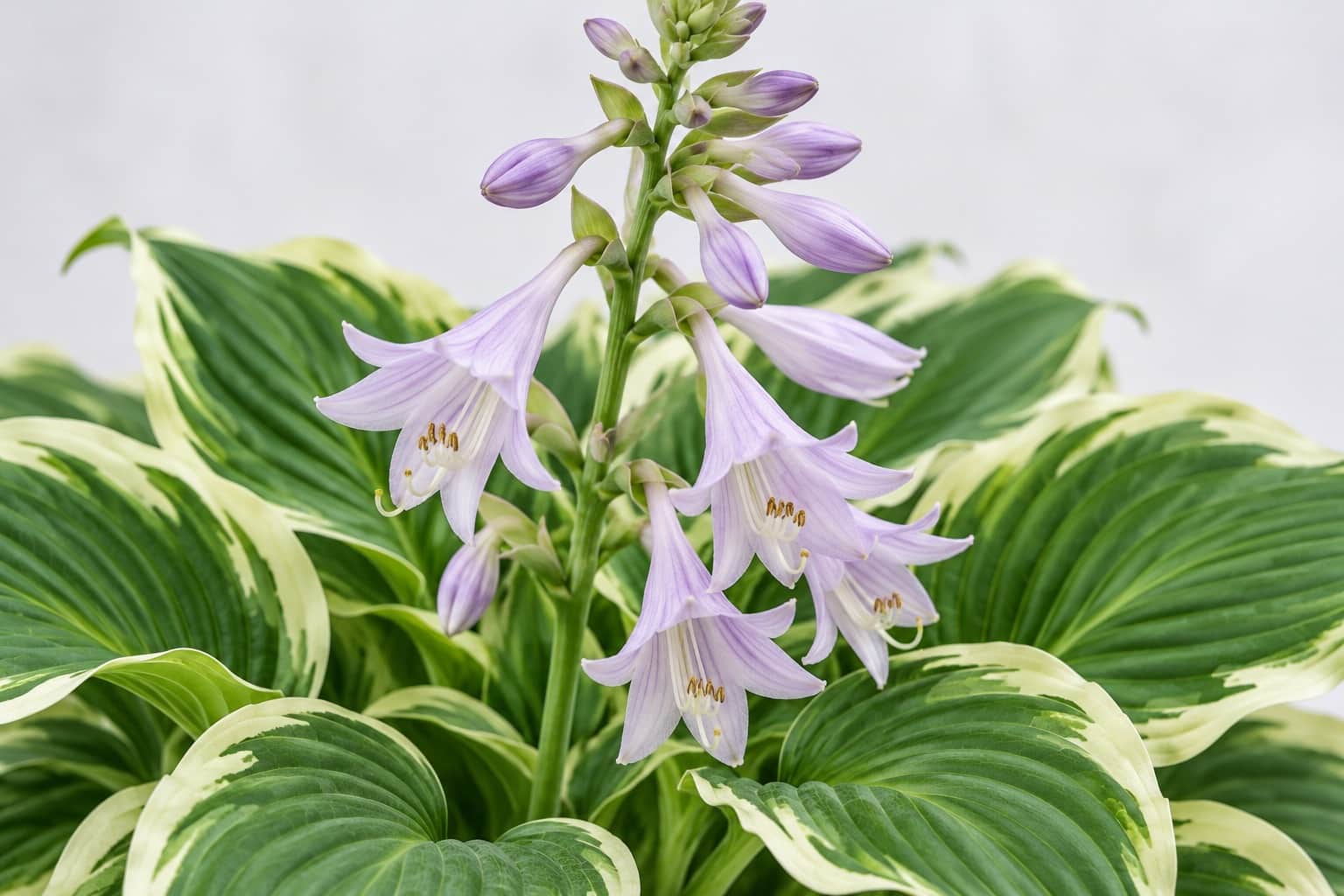 ギボウシの花：ギボウシの大きな葉の間から緑の花茎がまっすぐ立ち上がり、長さ4〜5cmほどの淡い紫色のラッパ形の花が、下から順に横向きにうつむき加減に連なって咲いている様子