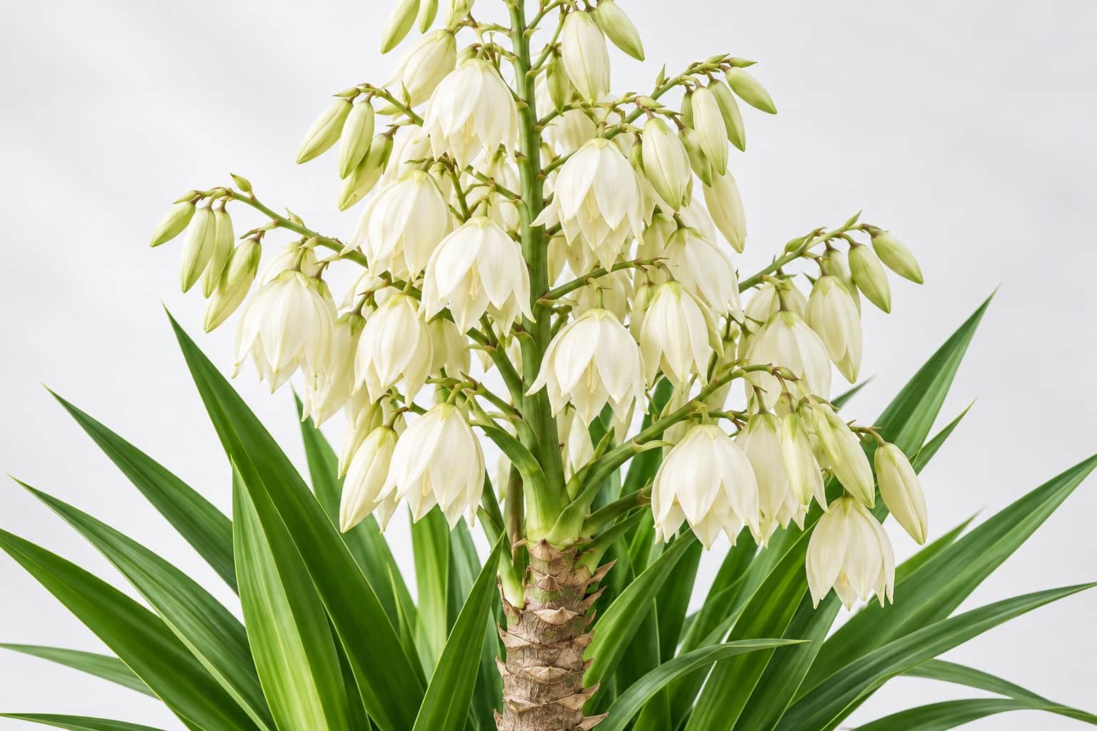 ユッカの花：太い幹の先に、縁にとげのない細長い剣状の緑の葉がロゼット状に茂り、その中心から花茎が伸び、白〜クリーム色のベル形の花が下向きに円錐状にたくさんついている