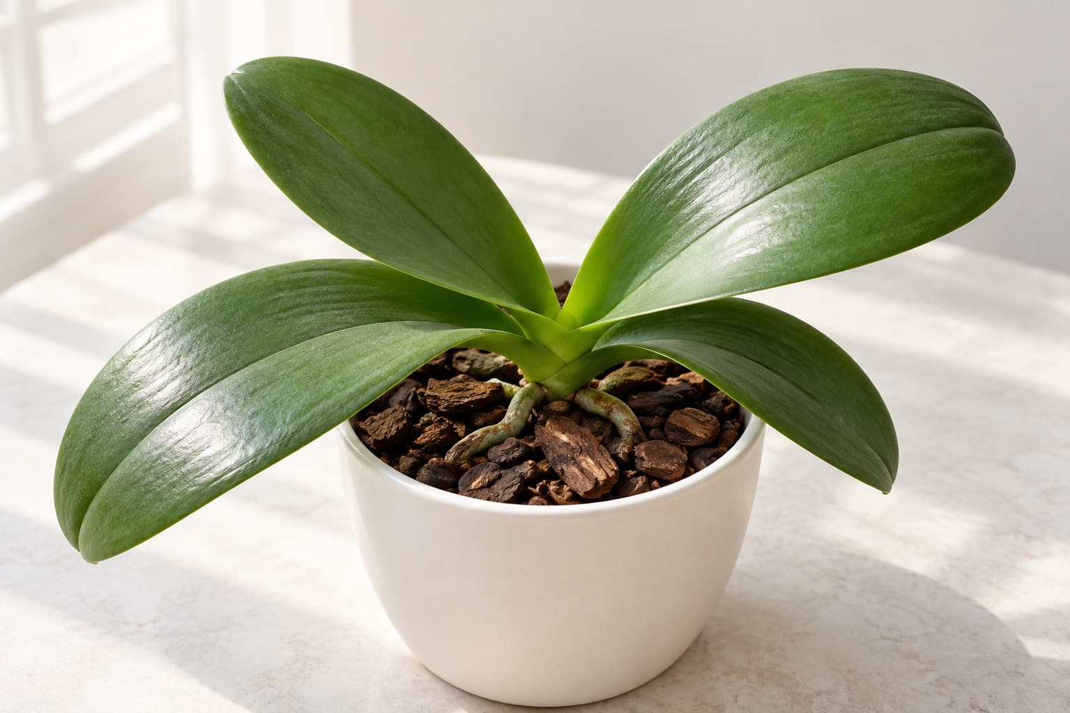葉は元気だが花茎の出ていない胡蝶蘭の株