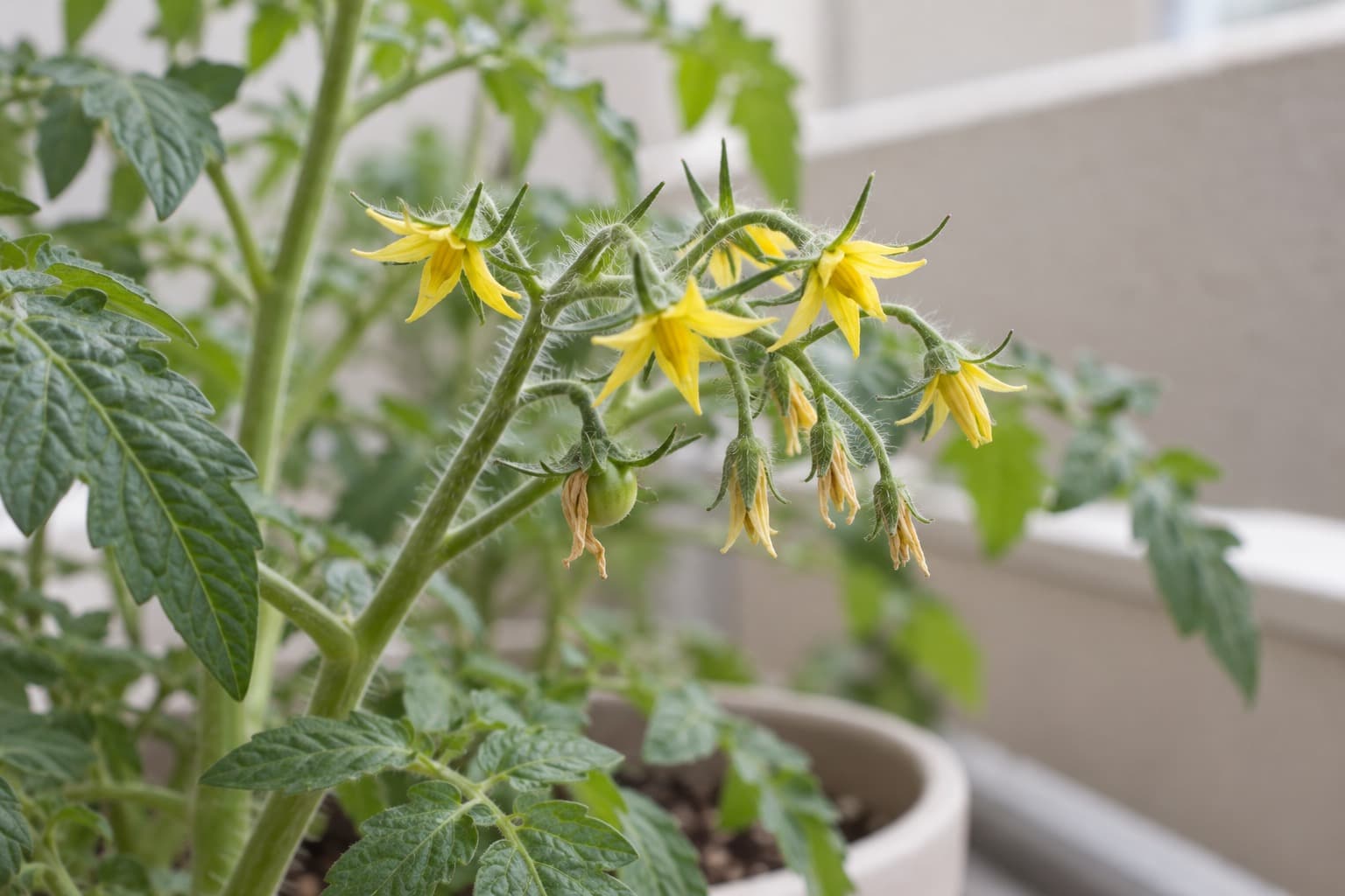 花は咲いているが実がついていないミニトマトの枝