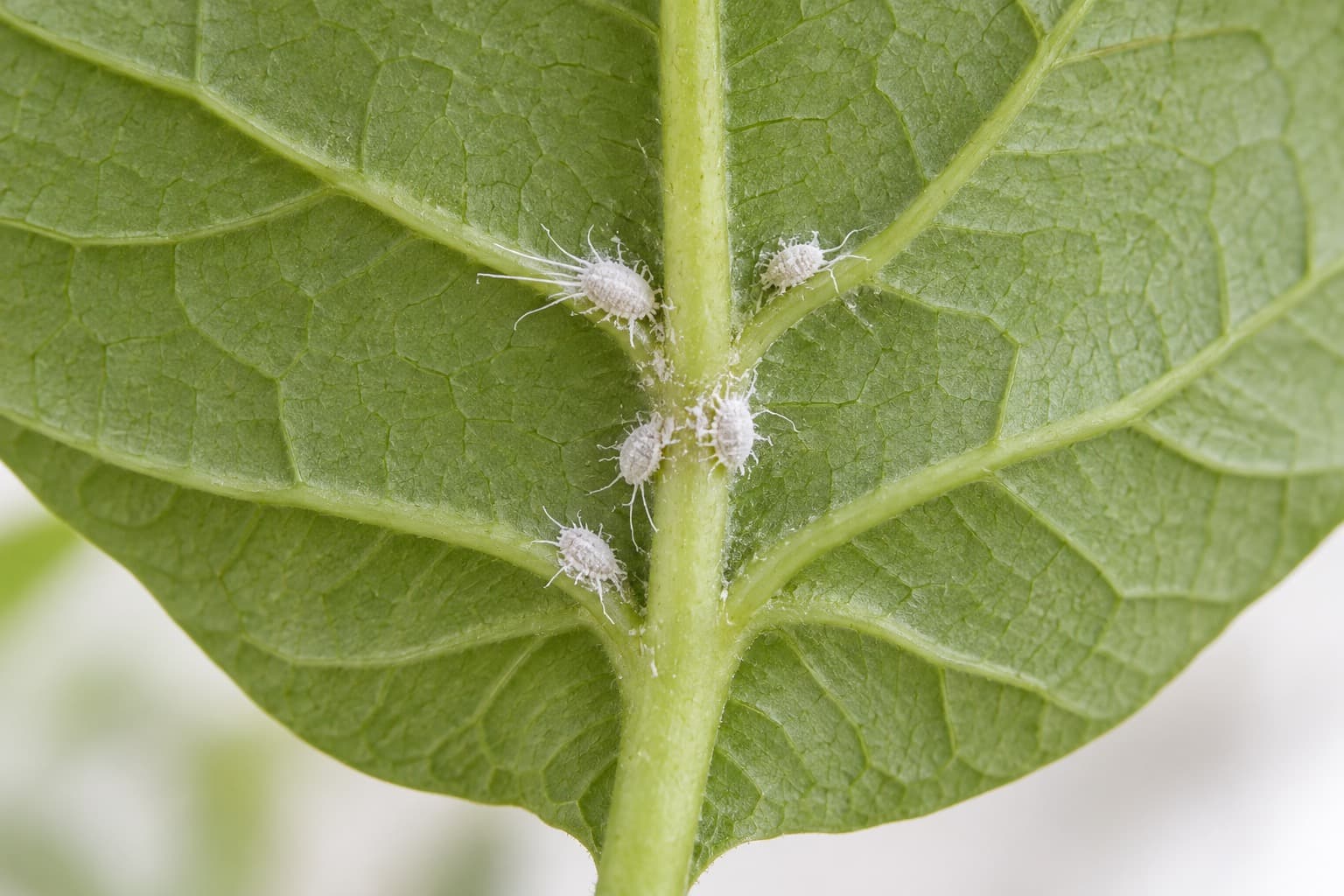 観葉植物の葉の裏についたコナカイガラムシ