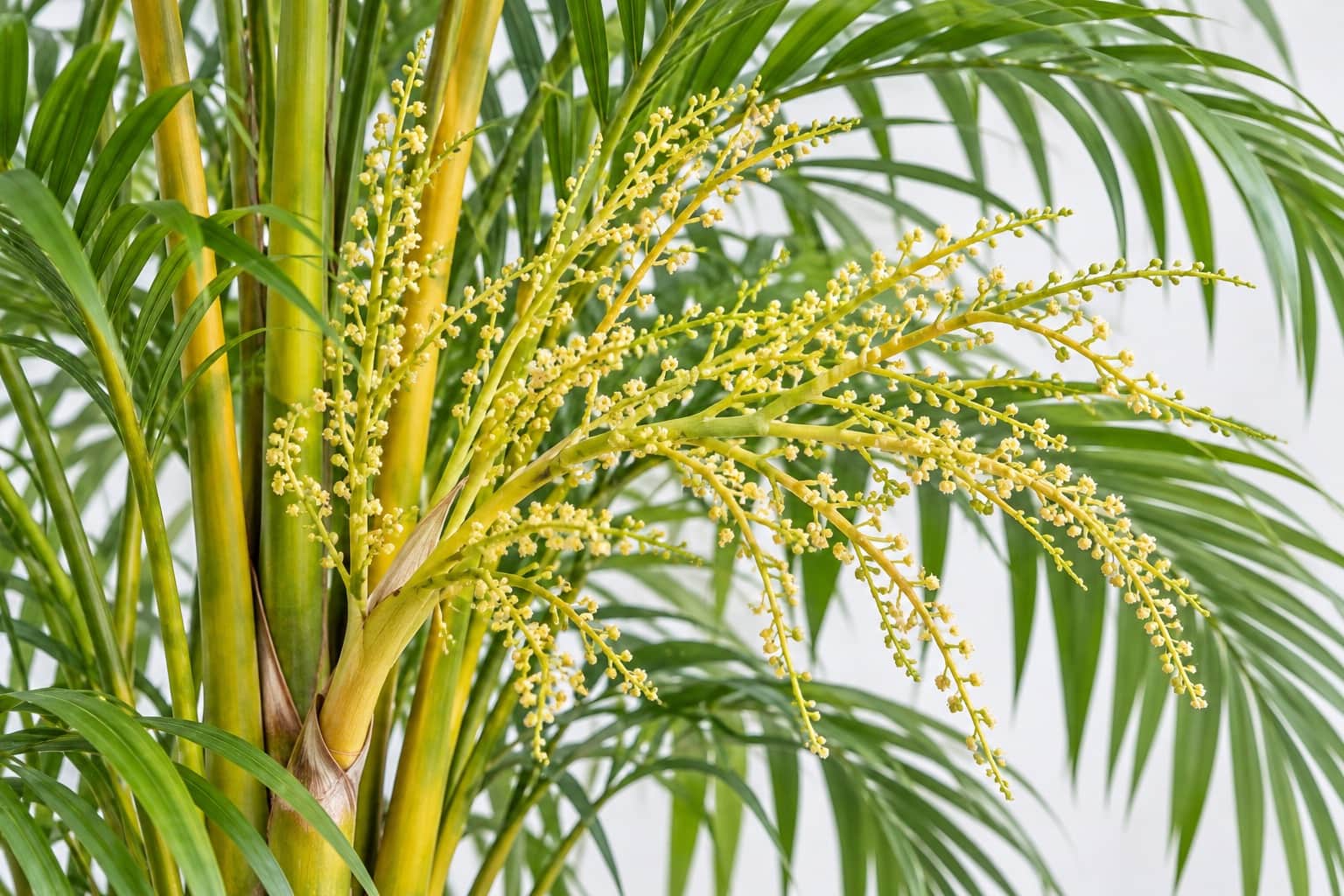 アレカヤシの花:アレカヤシの葉の付け根の下から、枝分かれした淡い黄緑の花序が広がり、黄色っぽい小さな花が粒のようにたくさん付いている様子