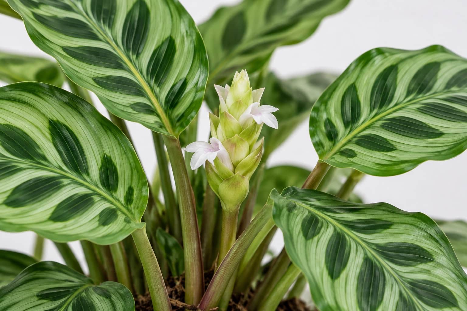 カラテアの花:カラテア・マコヤナ(淡い緑の地に濃い緑の孔雀の羽根のような模様が入る楕円形の葉)が茂る株の株元近くから、短い花茎の先に淡い緑〜クリーム色の苞が松かさ状に重なった小さな花穂が立ち