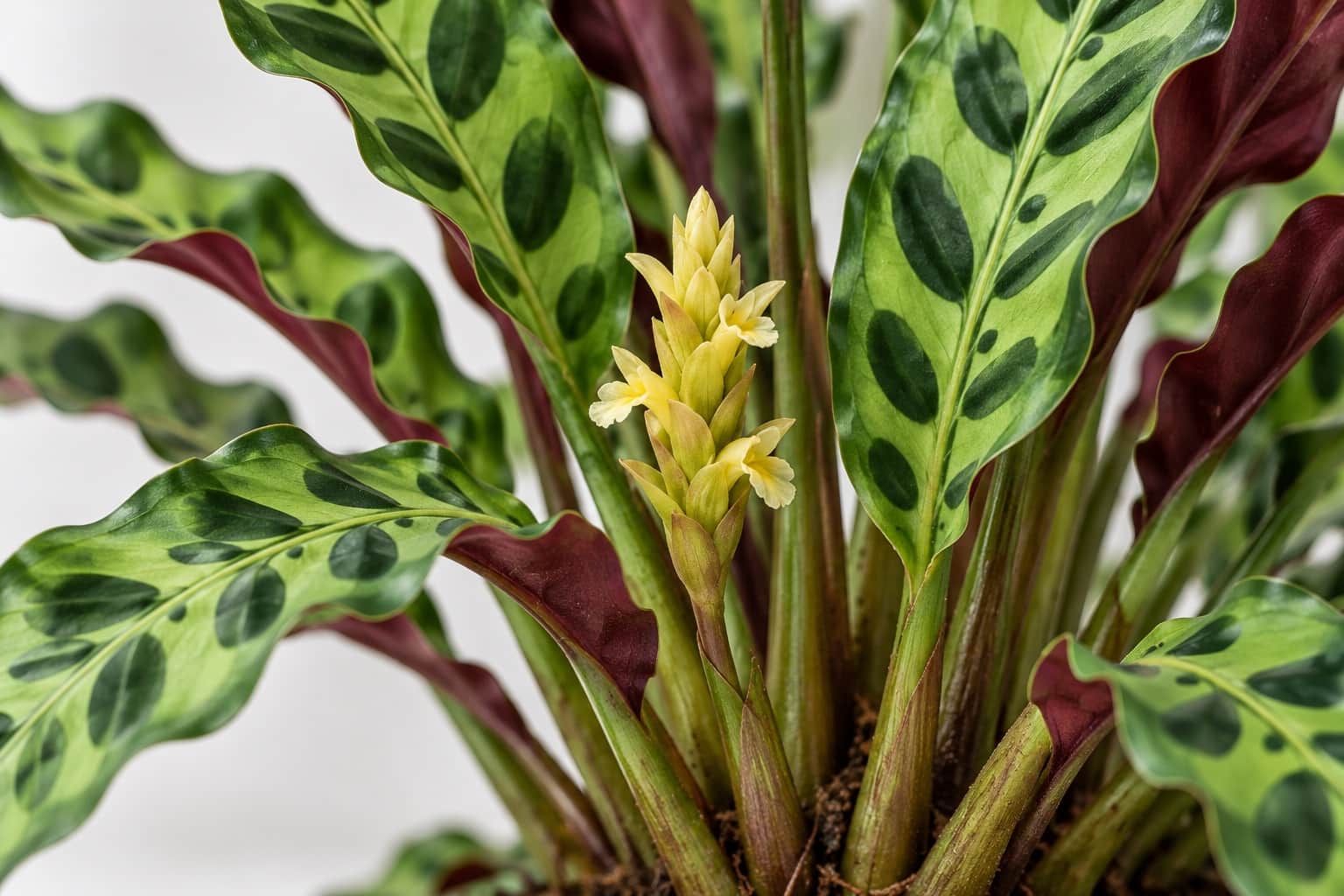 カラテア・ランシフォリアの花:細長く縁の波打つ葉(明るい緑の地に濃い緑の楕円の斑紋)の株元近くから、短い花茎の先に黄色みを帯びた小さな花穂が立ち、淡い黄色の小さな花がのぞいている様子