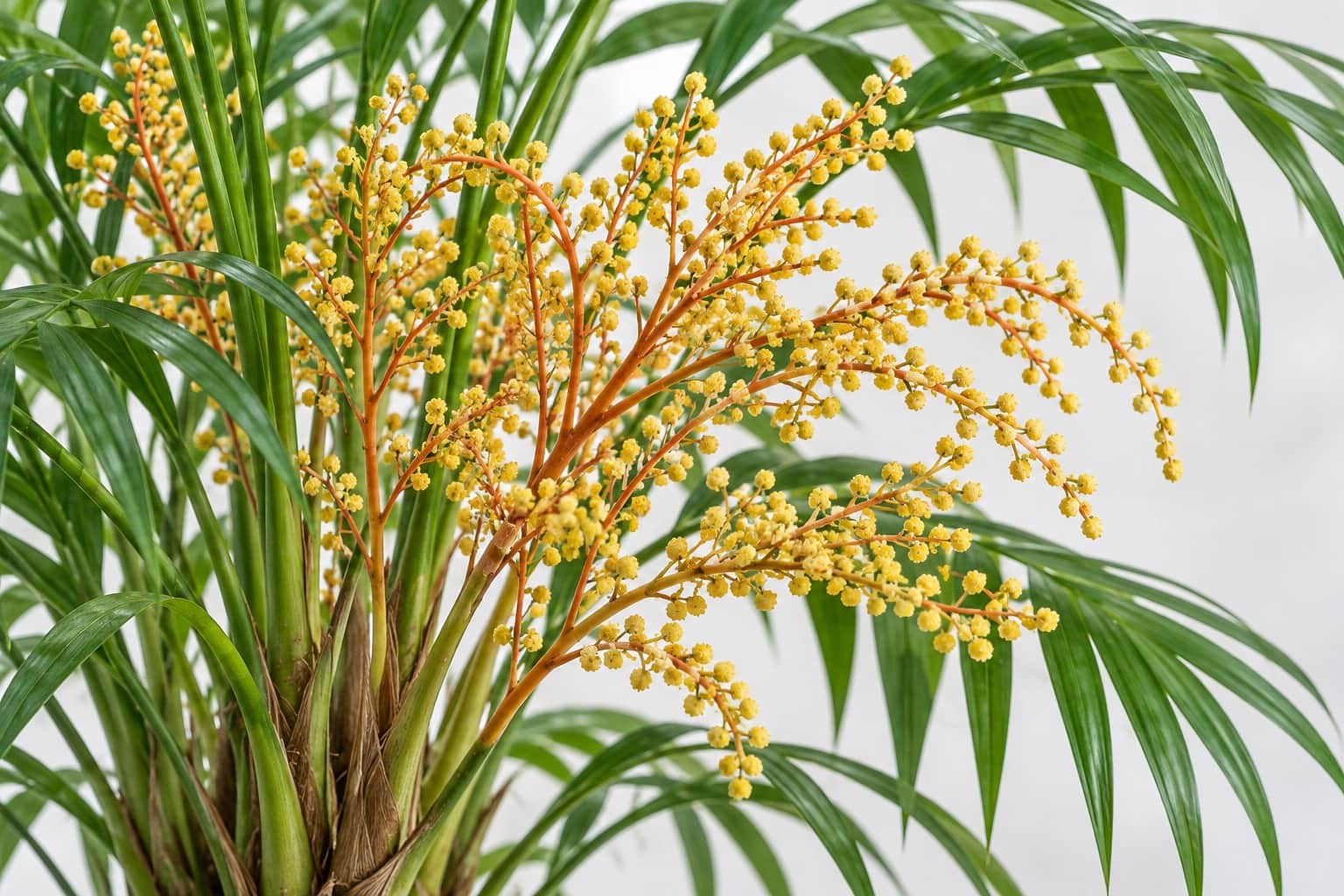 テーブルヤシの花:テーブルヤシ(チャメドレア・エレガンス、細い小葉が並ぶ明るい緑の羽状の葉を広げる小型のヤシ)の株元から、オレンジ〜赤みを帯びた細い軸が枝分かれした花茎が立ち上がり