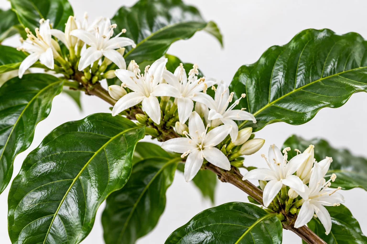 コーヒーの木の花:コーヒーの木(アラビカ種、濃い緑で艶があり縁が波打つ楕円形の葉が枝に対になってつく)の枝の葉の付け根に、直径1〜2cmの純白で5弁の星形の花が数輪ずつ固まって咲き、細い白い雄しべがのぞいている様子