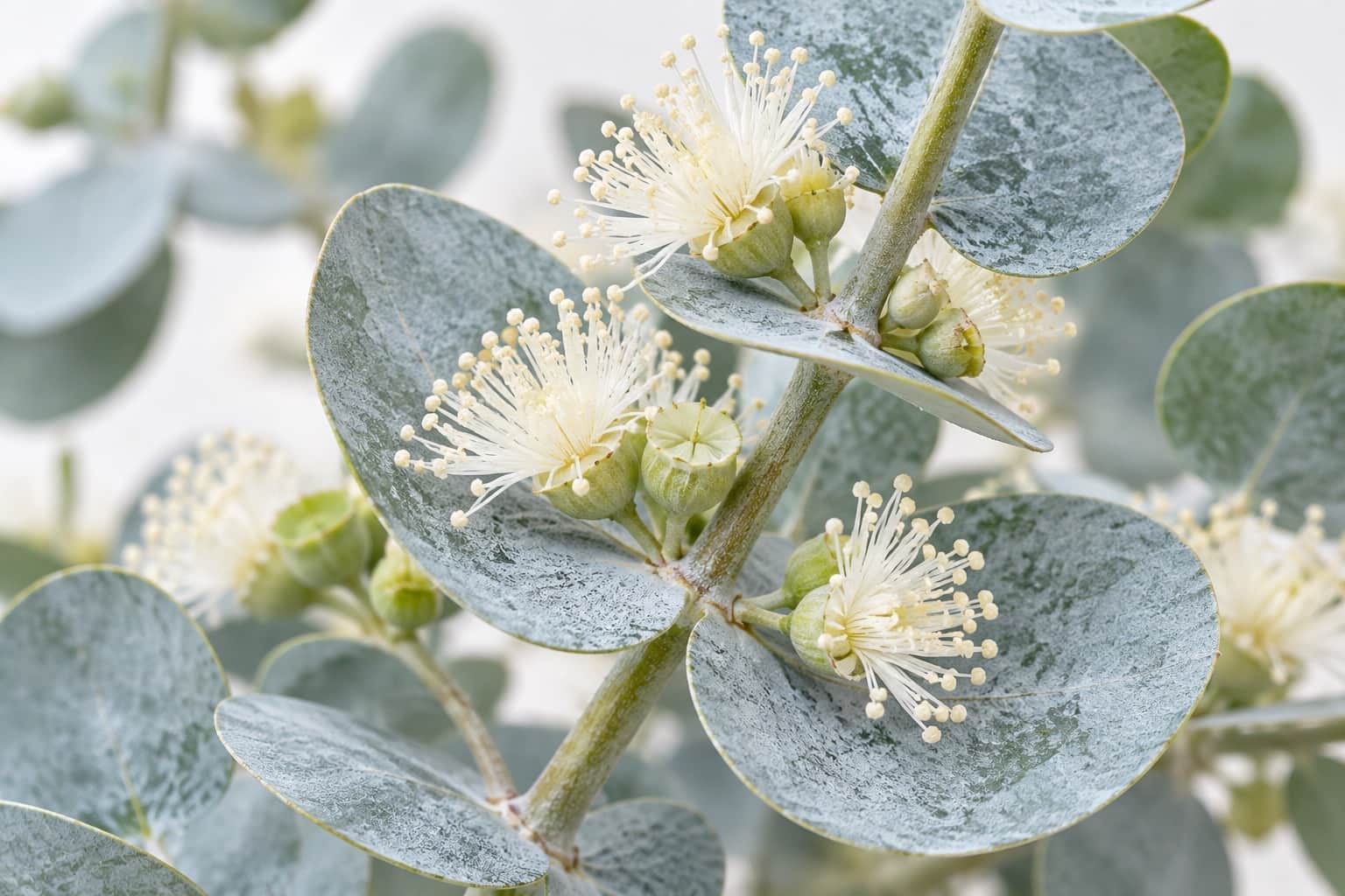 ユーカリ・ベイビーブルーの花:茎を抱くように向かい合う丸い銀青色の葉の付け根に、白〜クリーム色の細いおしべが房状に広がる小さな花が数輪咲いているクローズアップ