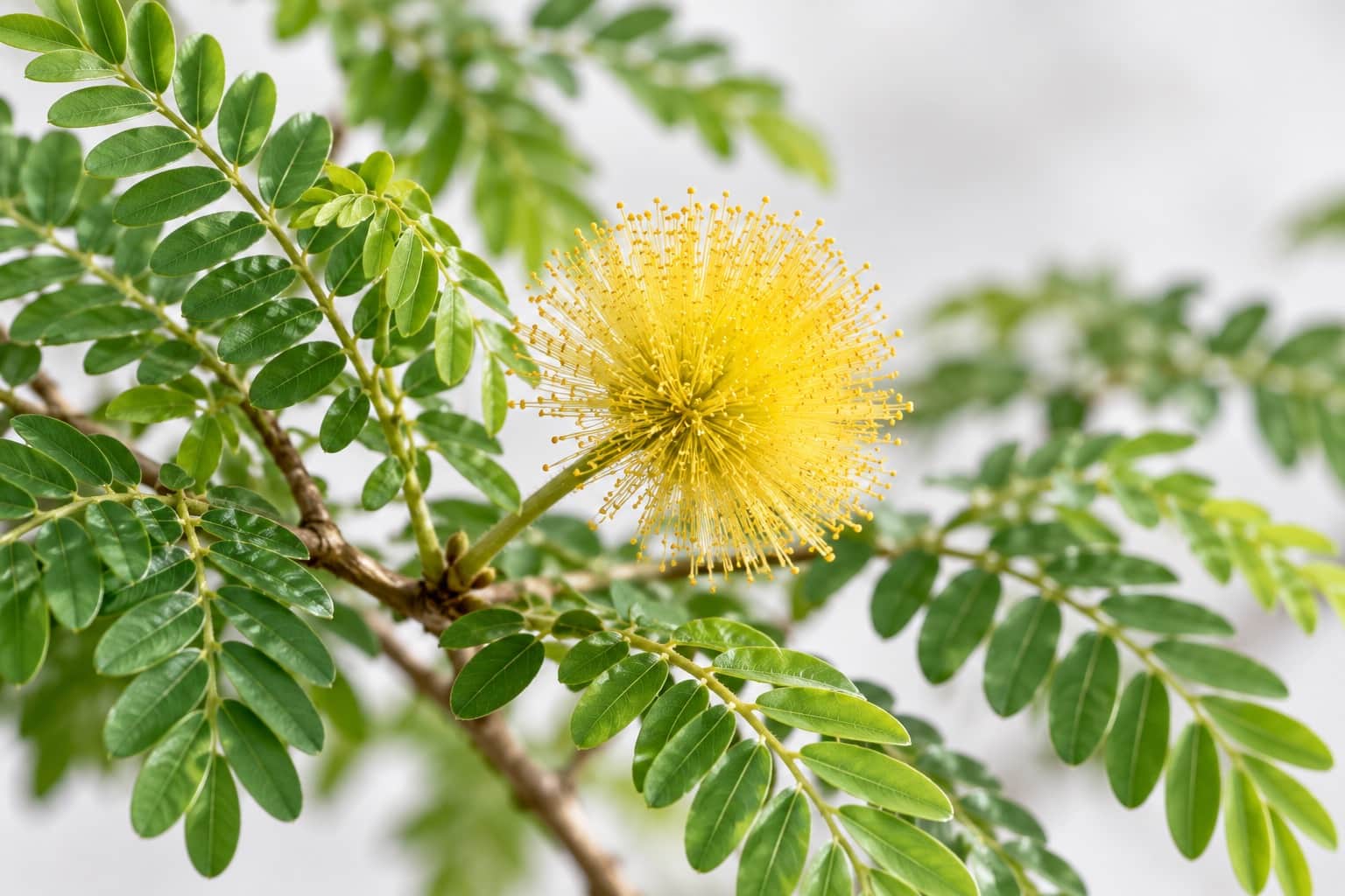 エバーフレッシュの花:細かい小葉が羽状に並ぶ明るい緑の葉が茂る枝から、直径2cmほどの黄色いポンポン状の花(細い雄しべの集まり)が咲いている