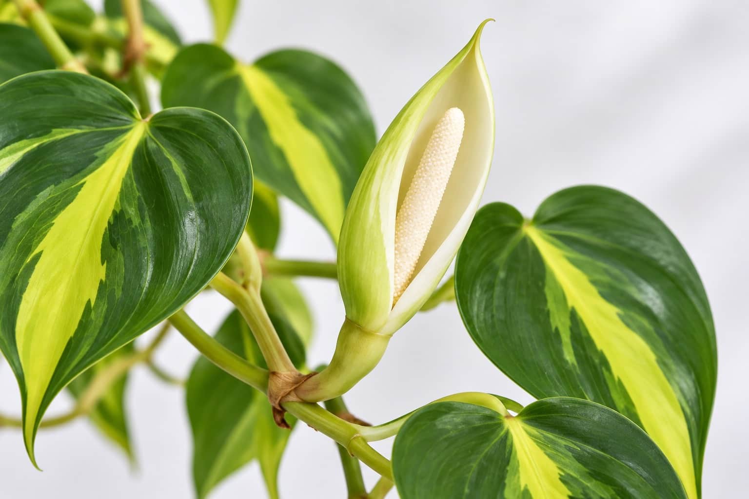 フィロデンドロン・ブラジルの花:黄緑の斑が中央に入ったハート形の葉が連なるつるの節から、外側が淡い緑で内側がクリーム色の細長い舟形の小さな仏炎苞が開き、白っぽい棒状の肉穂花序を包んでいる