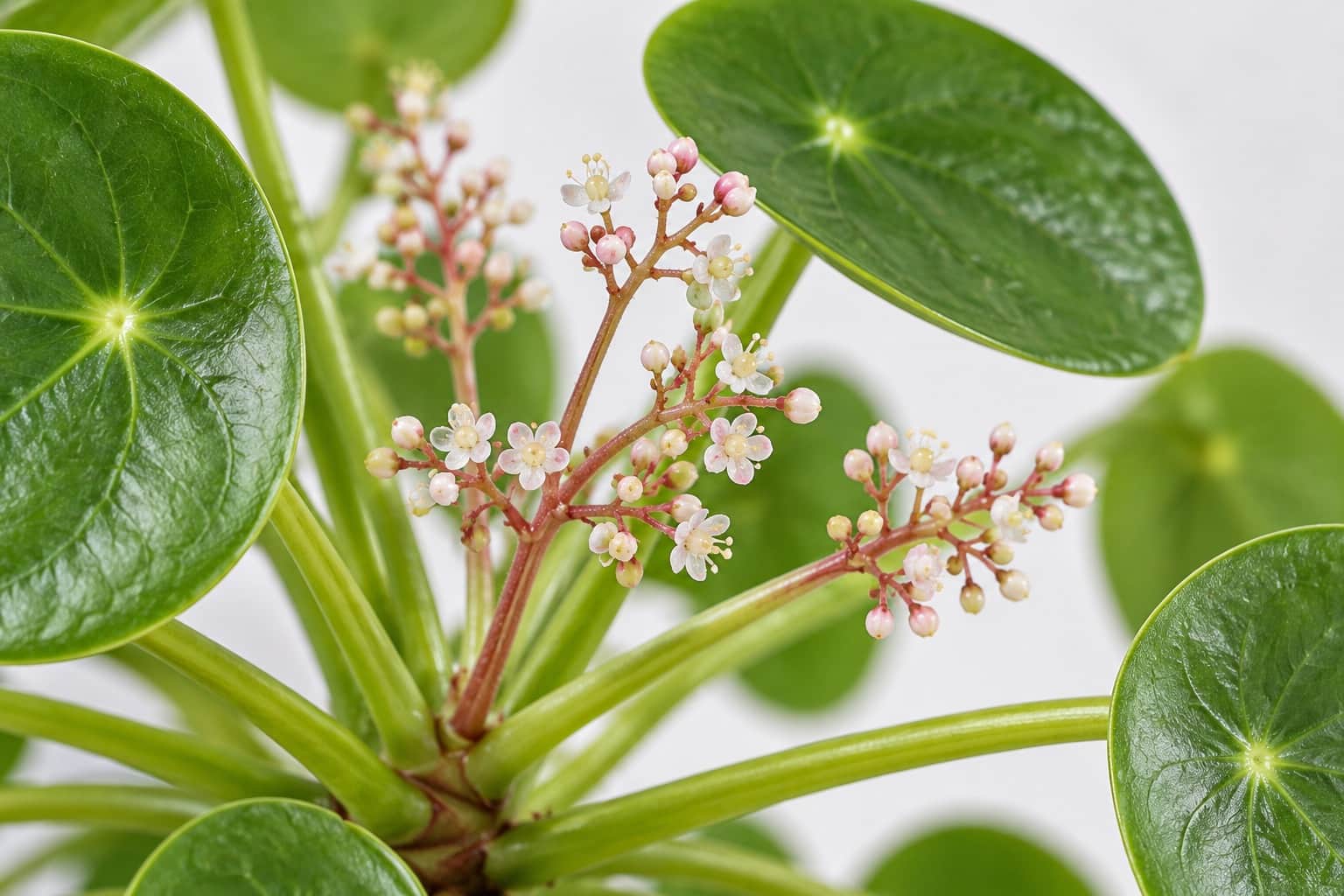 ピレア・ペペロミオイデスの花:ピレア・ペペロミオイデスの花:葉の付け根から伸びた赤〜ピンクみを帯びた細い枝分かれした花茎の先に、直径数mmの白〜淡いピンクの小さな花がまばらに集まって付く