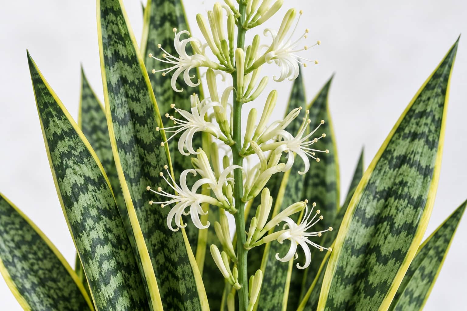 サンスベリアの花:縁が黄色く横縞模様の入った剣状の硬い葉の株元から、まっすぐな花茎が伸び、白〜淡い緑の細い筒状の小花が多数穂のようにつき、先が細く反り返っている