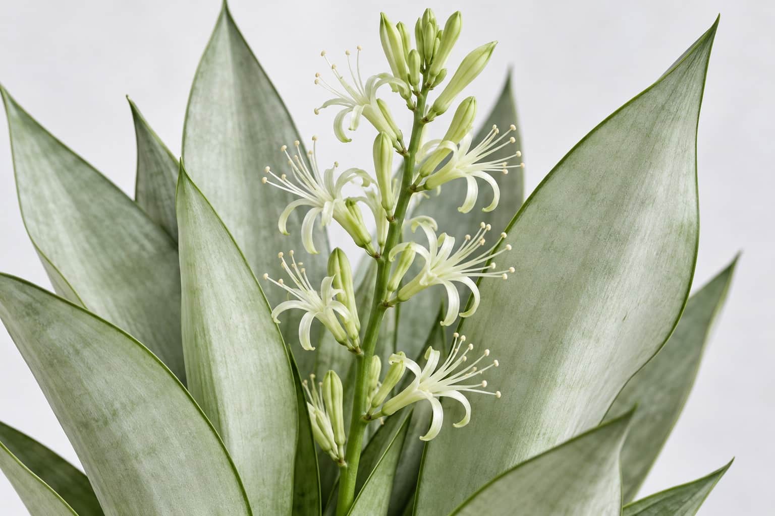 サンスベリア・ムーンシャインの花:縞模様がほとんどない淡い銀白色〜ミントグリーンのマットな幅広の葉が数枚立ち上がる株の根元から、細い花茎が伸び、緑がかった白の細い筒状の小花(花びらの先が細く反り返る)が穂状に並んで咲いている様子