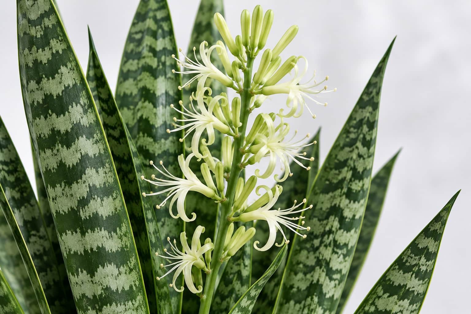 サンスベリア・ゼラニカの花:深緑の地に銀灰色の波打つ横縞が入った剣状の葉が密に群生する株の間から、細い花茎が立ち上がり、緑がかった白の細い筒状の小花(花びらの先が細く反り返る)が穂状にたくさん咲いている様子