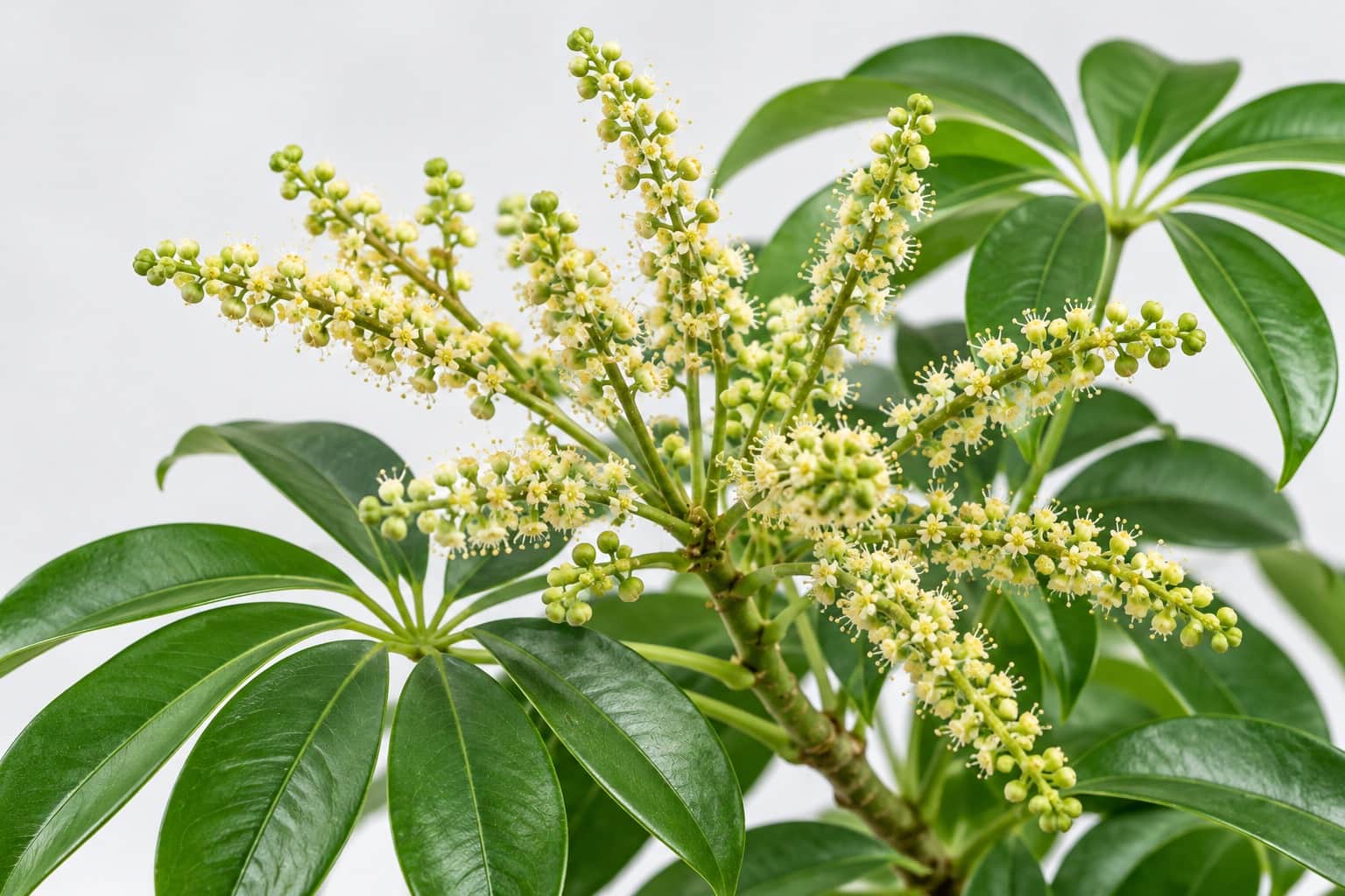 シェフレラの花:光沢のある濃緑の小葉が7〜9枚、手のひら状に広がるシェフレラ(カポック)の枝先から、細長い花序が何本も放射状に伸び、黄緑〜クリーム色の直径数mmの小花が粒状に連なってついている様子