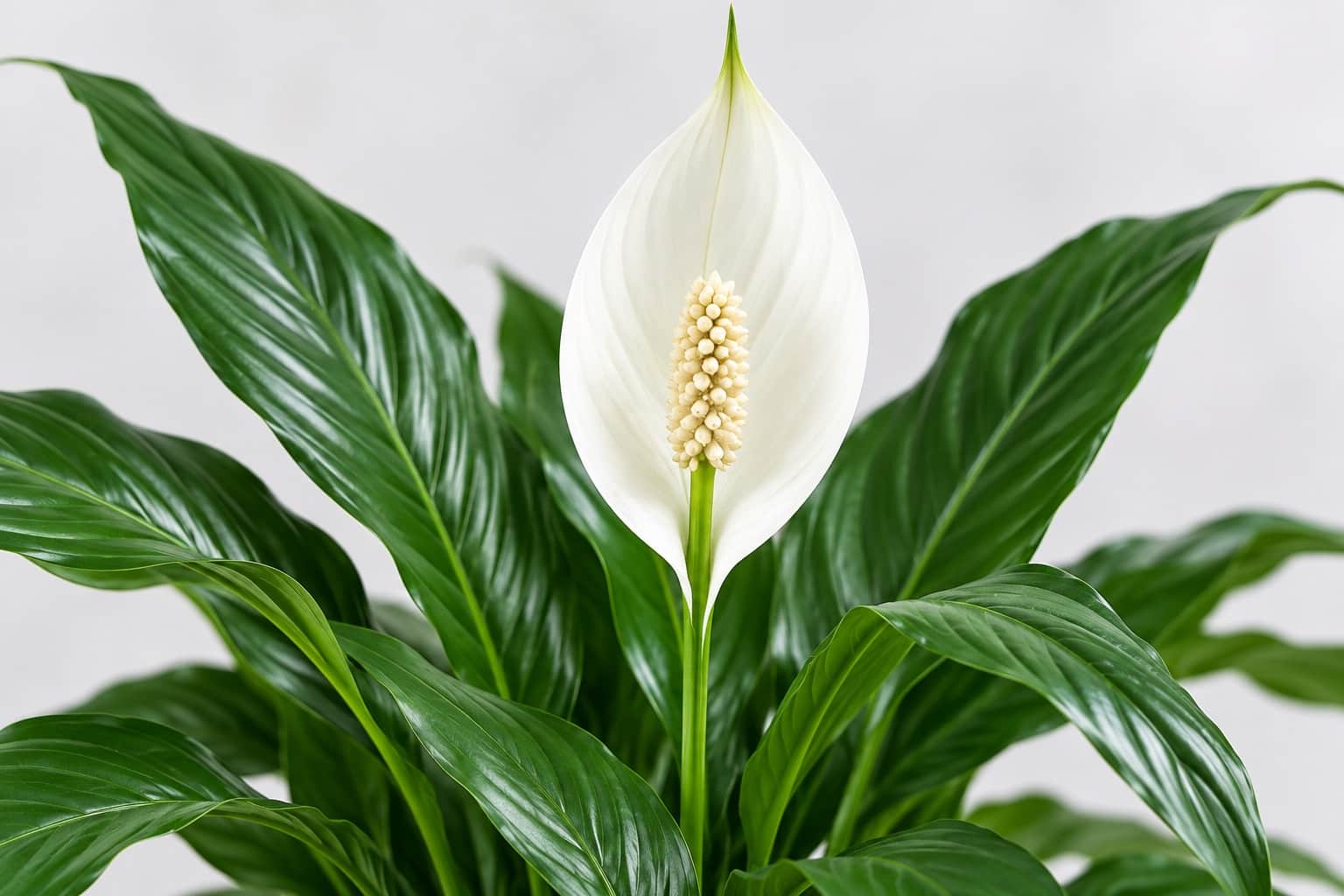 スパティフィラムの花:スパティフィラム(濃い緑で艶のある、先のとがった長楕円形の葉が株元から多数立ち上がる株)の葉の間から細長い花茎が伸び、長さ10cmほどの純白で帆のような楕円形の仏炎苞が