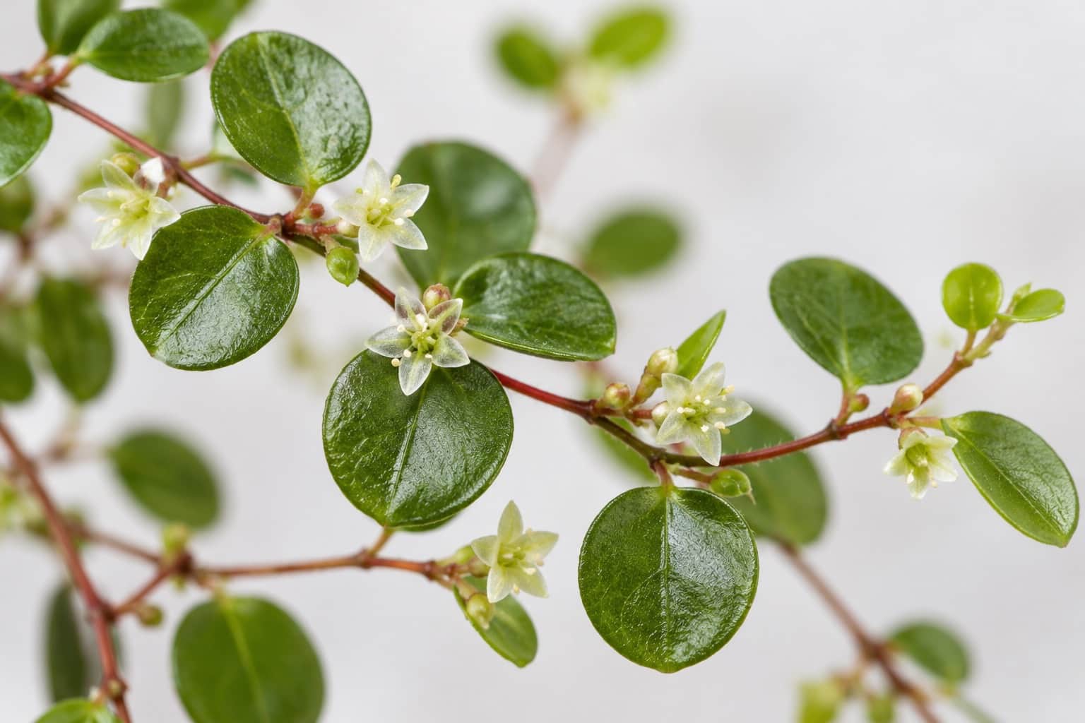 ワイヤープランツの花:針金のような赤褐色の細い茎に直径1cmほどの丸い小さな緑の葉が無数につくワイヤープランツの、葉の付け根に、直径5mmほどの緑がかった白い星形の小花がぽつぽつと咲いている様子のクローズアップ